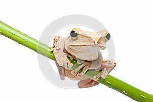 Tree frog photo