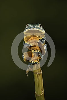 Tree frog perched on bamboo