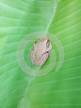 A tree frog is perched on a green banana leaf.
