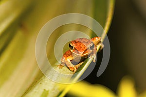 Tree frog, Polypedates sp., Barnawapara WLS, Chhattisgarh