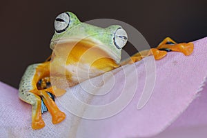 Tree frog pose and close up face