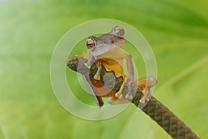 Tree Frog pose with cute face