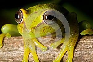 tree frog rain forest yellow amphibian red eye photo