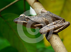 Tree Frog: Ready to Jump