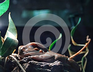 Tree frog at Reptiland expo in Bucharest