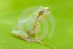 Tree frog resting in the day