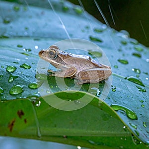 Tree Frog Resting on a Leaf with Raindrops