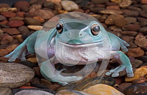 Tree frog in rocky pond.