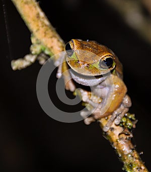 A tree frogÃÂ´s look