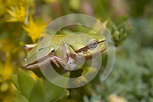 Tree Frog and Sedum Flowers