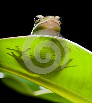 Tree frog shadow