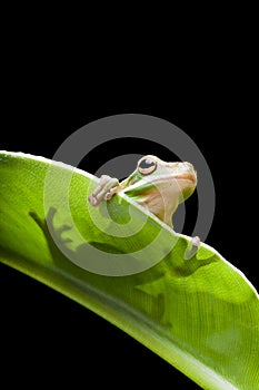 Tree frog shadow