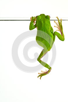 Tree frog