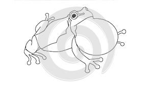 Tree frog singing, uncolored animation