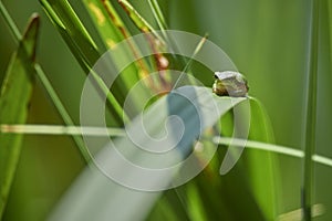 A tree frog sitting