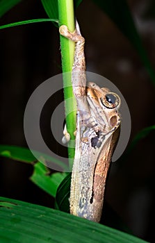 Tree frog Smilisca sp.  in Costa Rica
