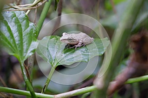 Tree frog is a species of frog in the family Hylidae