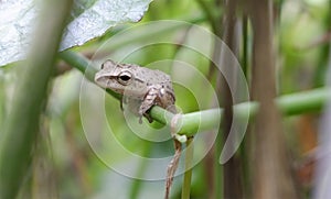 Tree frog is a species of frog in the family Hylidae photo