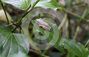 Tree frog is a species of frog in the family Hylidae photo