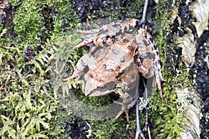 Tree frog on spring leaves. Lithobates sylvaticus .