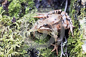 Tree frog on spring leaves. Lithobates sylvaticus .