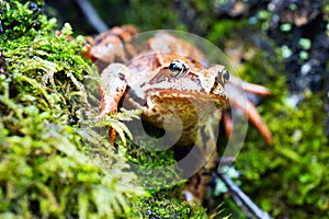 Tree frog on spring leaves. Lithobates sylvaticus .