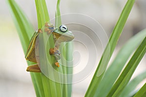 Flying Frog