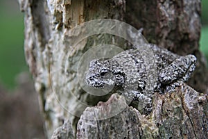 Tree Frog on a Stump