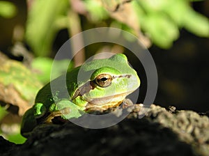 Tree frog in the sun