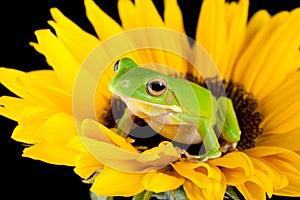 Strom žába na slunečnice 