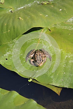 Tree frog in a swamp