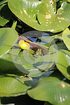 Tree frog in a swamp