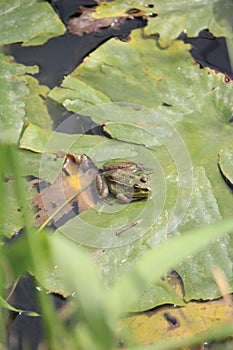 Tree frog in a swamp