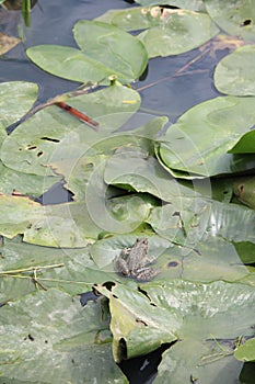 Tree frog in a swamp