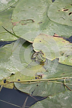 Tree frog in a swamp