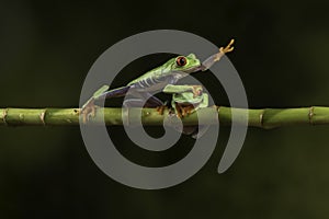 Tree frog taking the quickest route