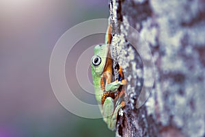 Tree frog, tree frog with a green background