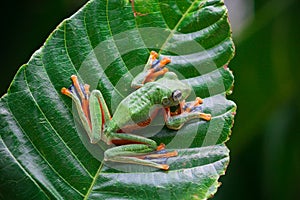 Tree frog, tree leaf on the leaf branch