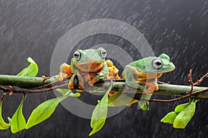 Tree frog, tree leaf on the leaf branch