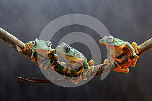 Tree frog, tree leaf on the leaf branch