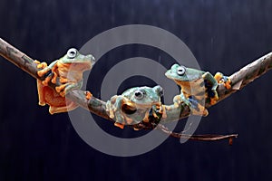 Tree frog, tree leaf on the leaf branch