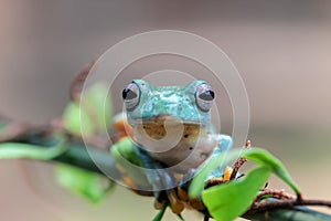 Tree frog, tree leaf on the leaf branch