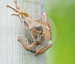 Tree Frog on tree palm