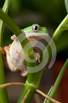 Tree frog in tropical amazon rain forest