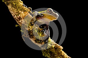 Tree frog in tropical Amazon rain forest of Colombia