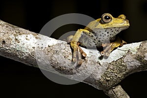 Tree frog in tropical amazon rainforest