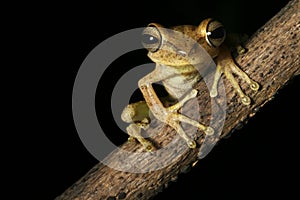 tree frog tropical rain forest amazon night