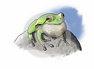 Tree Frog vocal pouche