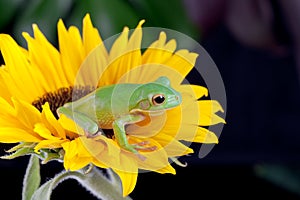 Tree frog waiting on a flower