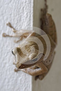 A tree frog on the wall